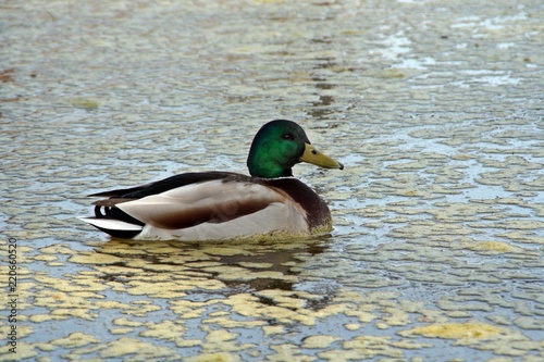 Macho de azulón o ánade real (Anas platyrhynchos) en un lago con algas.