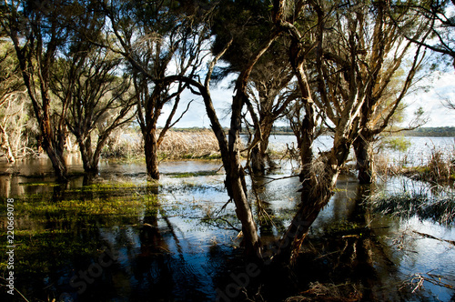 Swamp in Herdsman Lake - Perth - Australia