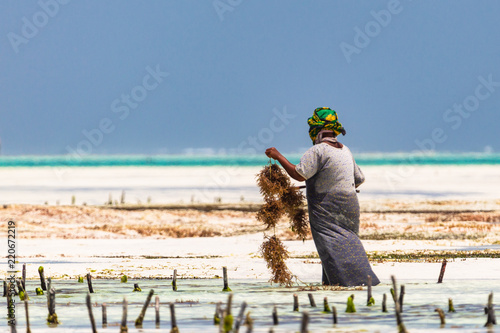 Woman working in sea weed plantation. Paje, Zanzibar, Tanzania.