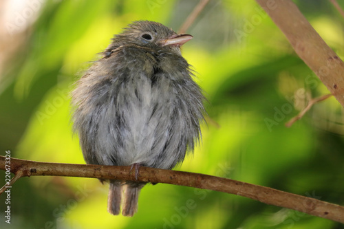 Cute round and fluffy puffed up golden-headed manakin female, pipra erythrocephala perching on a branch in front of bright green leaves in the sunlight