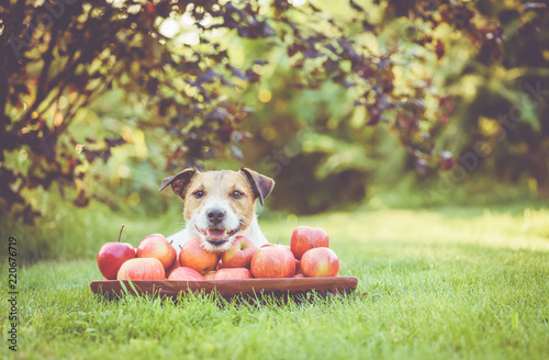 Happy dog with crop of sweet apples in wooden bowl at orchard