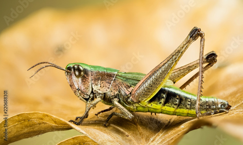 Lesser Marsh Grasshopper, Chorthippus albomarginatus, Omocestus viridulus, Common Green Grasshopper, Grasshopper