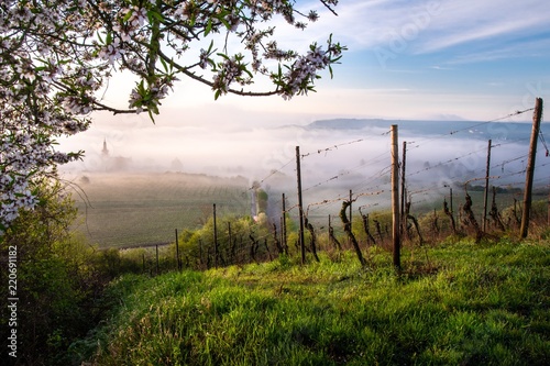 Foggy Morning at Nierstein - Rhineland Palatinate