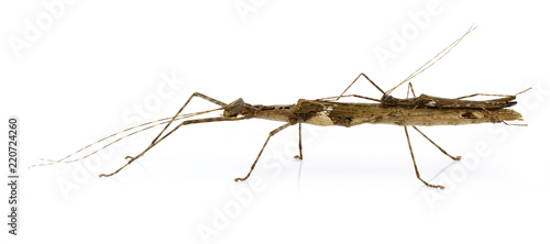 Image of a siam giant stick insect and stick insect baby on white background. Insect Animal.