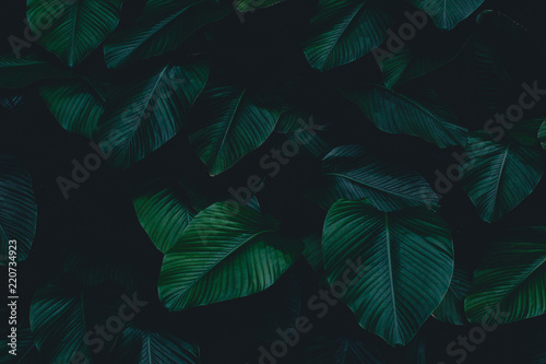 Dark botanical background tropical leaves faded bg