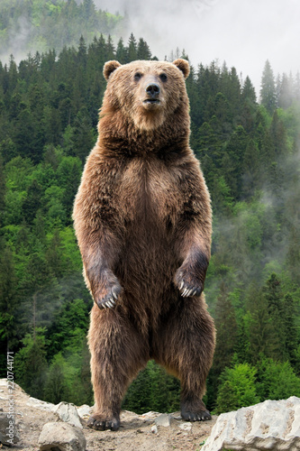 Big brown bear standing on his hind legs