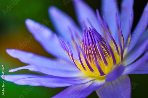 Macro pollen of purple lotus.