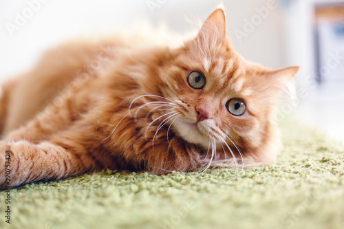 Portret śmieszny piękny czerwony puszysty kot z zielonymi oczami we wnętrzu, zwierzęta domowe