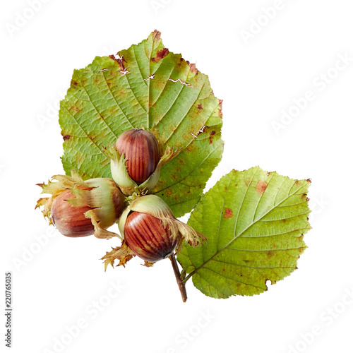 Freshly picked hazelnuts with husks