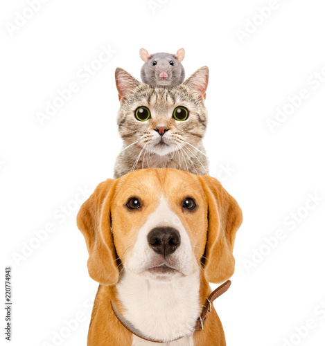 Funny portrait of pets isolated on white background