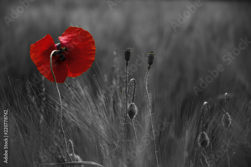 Poppy flower or papaver rhoeas poppy with the light behind in Italy remembering 1918, the Flanders Fields poem by John McCrae and 1944, The Red Poppies on Monte Cassino song by Feliks Konarski 