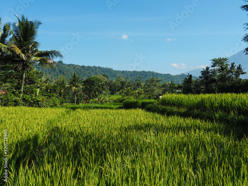 Reisfelder, Sidemen, Bali