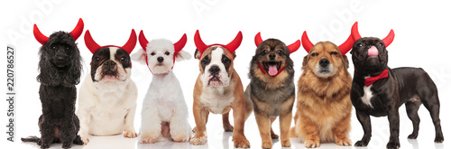 many adorable devil dogs on white background