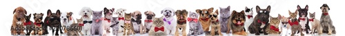 many stylish cats and dogs wearing bowties and sunglasses