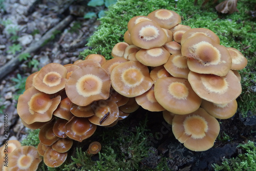 Grzyb łuskwiak zmienny (Kuehneromyces mutabilis)