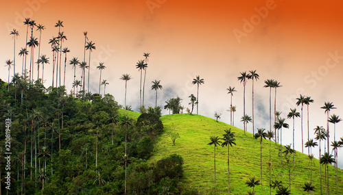 Cocora valley, Salento, Colombia, South America