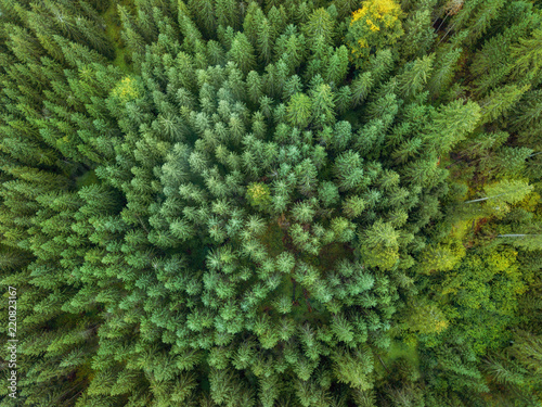 arial veiw of green forest. drone shot