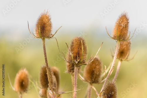 Wild teasels , Dried Head, 