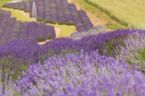 Freshly blooming lavender in the field.