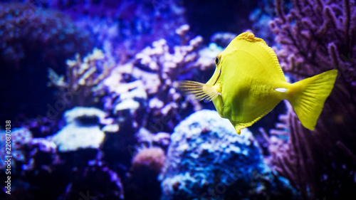 Image of zebrasoma yellow tang fish in aquarium - Underwater world, seaweed and corals