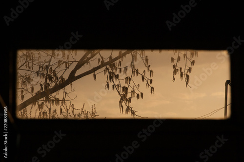 Sunset through a transom window, with the cottonwood tree's buds just about to emerge.