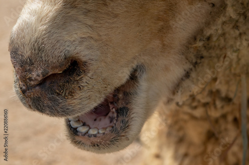 Sheep chewing cud