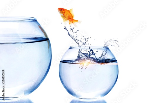 Goldfish Jumping to bigger aquarium isolated on white