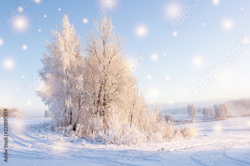 Magic snowflakes against beautiful winter background. Christmas theme. Shining snowflakes fall on white snow. Tree with hoarfrost in warm sunlight in the morning. Frosty winter landscape.