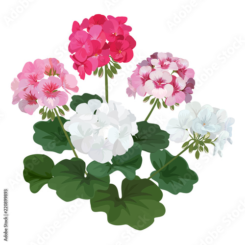 Colorful of geranium flowers with leaf bouquet. Vector set of blooming floral for holiday invitations, greeting card and fashion design.