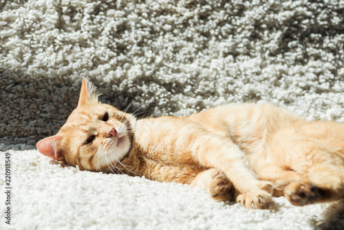 cute domestic red cat lying on white soft carpet in living room