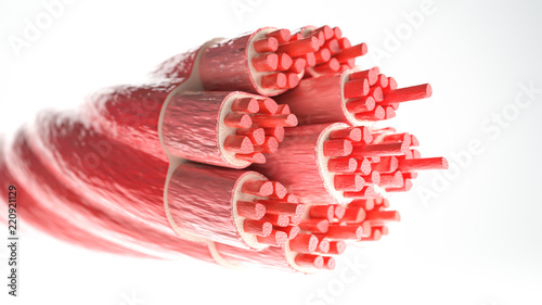 Muscle Type: Skeletal muscle - Cross section through a muscle with visible muscle fibers - 3D Rendering