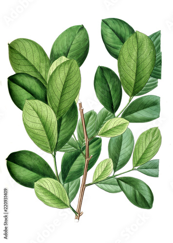 Illustration of plant