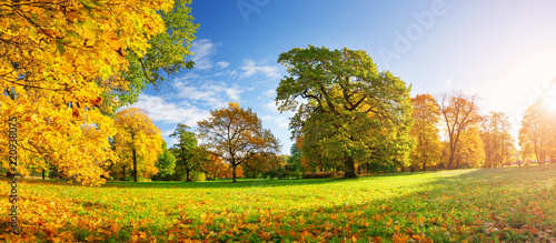 trees with multicolored leaves in the park