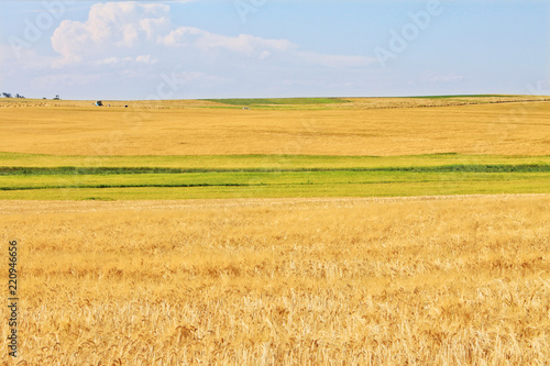Wheat fields near harvest