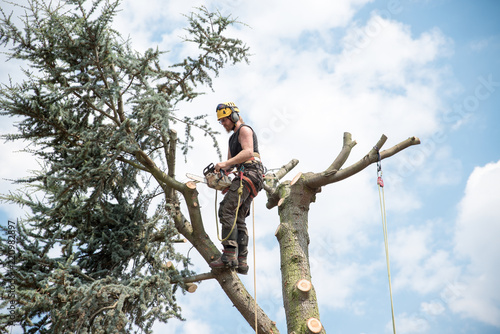 Tree Surgeon working at the top of a tree using a safety harness and ropes