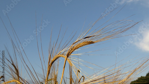 ear of barley
