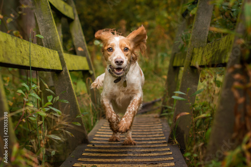 Cocker Spaniel in Woodland