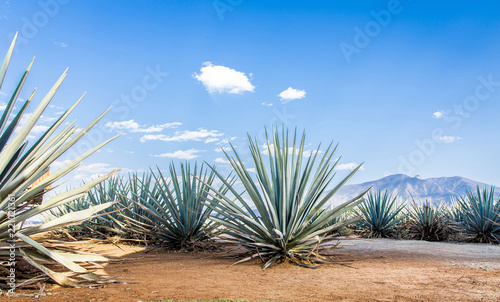 Tequila agave lanscape