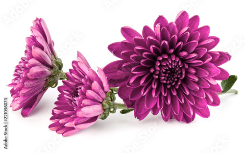 Lilac chrysanthemum flower isolated on white background