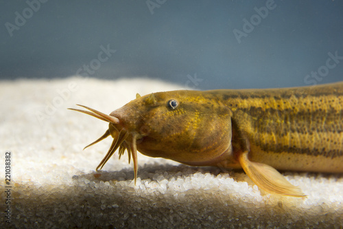 Weather loach (Misgurnus fossilis) in the aquarium. Underwater shot of rare freshwaterfish. Nice animal. Underwater photography of Weatherfish with nice background.