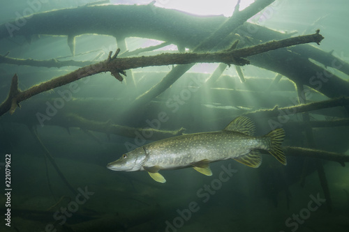 Freshwater fish Northern pike (Esox lucius) in the beautiful clean pound. Underwater shot with nice bacground and natural light. Wild life animal. Underwater world.