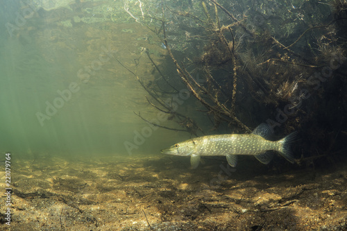 Freshwater fish Northern pike (Esox lucius) in the beautiful clean pound. Underwater shot with nice bacground and natural light. Wild life animal. Underwater world.