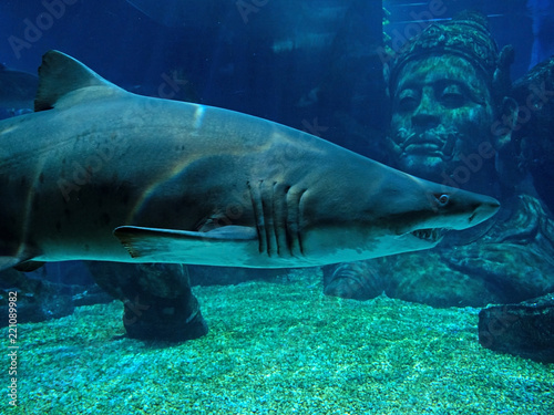 Underwater Scene of Sand Tiger Shark in Aquarium