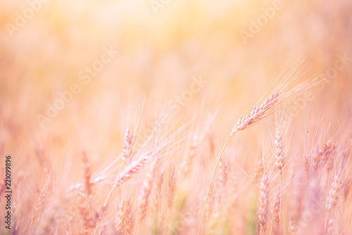 Wheat closeup, agriculture conceptual background