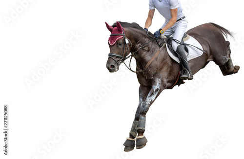 Jumping horse with a rider isolated on white background. Show-jumping. 