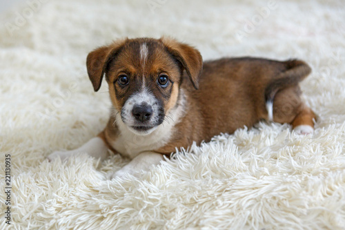 Small puppy on fur blanket
