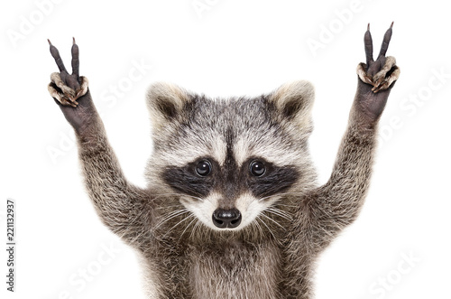 Portrait of a funny raccoon, showing a sign peace, isolated on white background