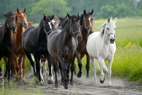 Arabian horses in Janów Podlaski