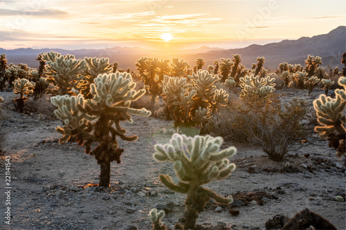 Cholla Cactus Garden at Sunrise, Joshua Tree National Park, California