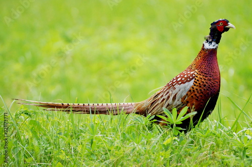 Pheasant on the grass 1